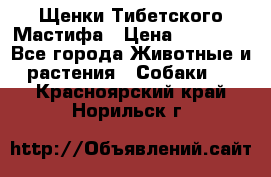 Щенки Тибетского Мастифа › Цена ­ 60 000 - Все города Животные и растения » Собаки   . Красноярский край,Норильск г.